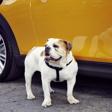 O carro vai protagonizar um anúncio onde também estará presente a mascote da marca, o bulldog inglês