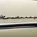 Mercury Monterey